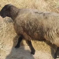 میش