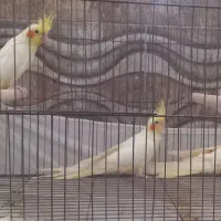 جوجه عروس هلندی
