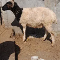 بره نر زیر 30 کیلو چاق