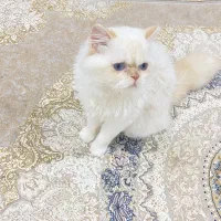 گربه اسکاتیش