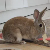 خرگوش سالم وتمیز