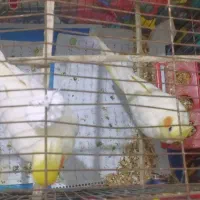 عروس هلندی