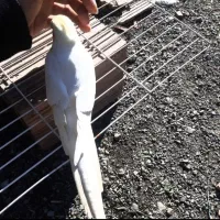 حراج ۶ تا عروس هلندی با قفس  فقط 3500 معاوضه دارم