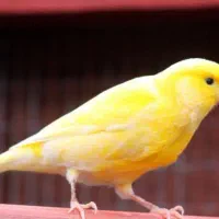 قناری معاوضه با سهره