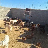 بز و کهره|حیوانات مزرعه|مهریز, |دیوار