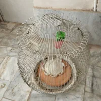 قفس پرنده|لوازم جانبی حیوانات|فریمان, |دیوار