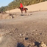 اسب درشور معامله هم میکنم