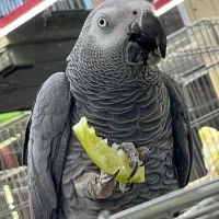 طوطی کاسکو