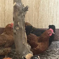 جوجه امپراطور مرغ خروس جوجه محلی|حیوانات مزرعه|ساری, |دیوار