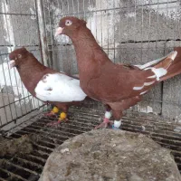 یبال سرخ|پرنده|شوشتر, |دیوار