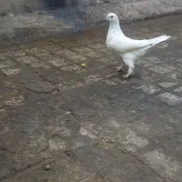 سه عدد کفتر سالم فروش فوری|پرنده|ملایر, |دیوار