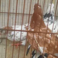 کبوتر|پرنده|رشت, جانبازان|دیوار