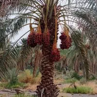 زمین کشاورزی