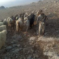 بز داشتی و گوشتی