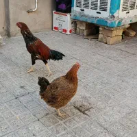 خرپس لاری جوان بامرغ تخمی جوان