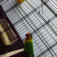 طوطی برزیلی مولد|پرنده|اردبیل, |دیوار