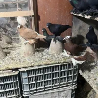 کبوتر|پرنده|تبریز, |دیوار