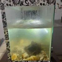 اکواریوم|لوازم جانبی حیوانات|شیراز, کوشک میدان|دیوار