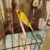 قناری نر|پرنده|خرامه, |دیوار