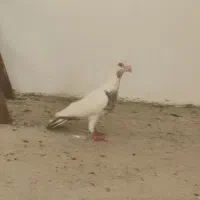 کبوتر دونه ۱۵۰میخ.ام