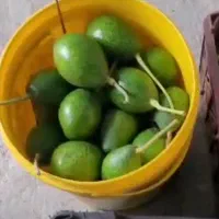 پخش آووکادو