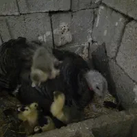 بوقلمون کرک خوابوند ۶غاز و ۳اردک