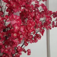 درخچه شکوفه|گل و گیاه طبیعی|کهریزک, |دیوار