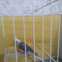 عروس هندی|پرنده|مشهد, مشکینی (شهرک غرب)|دیوار