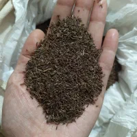زیره کوهی کلات