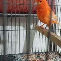 قناری نر رد فاکتور آماده آماده