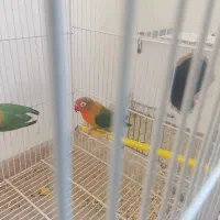 عناب تازه