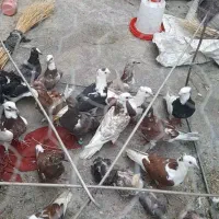 پرنده