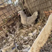 کله ای شازده سور