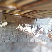 کبوتر پرشی|پرنده|هشتگرد, طاووسیه|دیوار