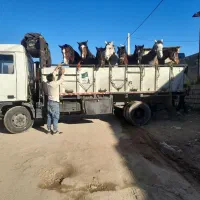 خرید و فروش اسب