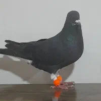 ۷تا پرشی|پرنده|آشخانه, |دیوار