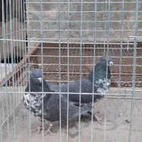 کبوتر پرشی|پرنده|خمینی‌شهر, |دیوار