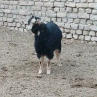 بزغاله شیر مست