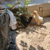 مرغ و خروس