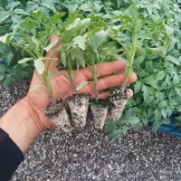 نشا|خدمات باغبانی و درختکاری|شهرضا, |دیوار