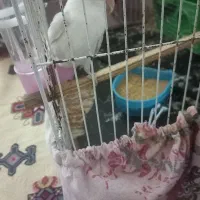 طوطی برزیلی.