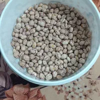 600کیلو لوبیا به حال خود ولی تمیز