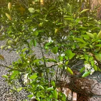 زمین شهرک مدرس خورموج