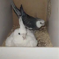 یک جفت عروس هلندی آلبینو و وایت فیس|پرنده|قم, ناصردیوان|دیوار