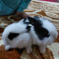 خرگوش لوپ پشمالو|موش و خرگوش|اهواز, اسلام آباد غربی|دیوار