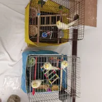 5عدد عروس هلندی بازی گوش