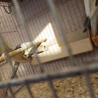 عروس هلندی|پرنده|گرگان, |دیوار