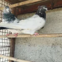 کبوتر کله دم سبز|پرنده|قائم‌شهر, |دیوار