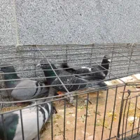 4 عدد کبوتر سبز