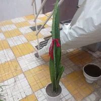 گل سانسوریا